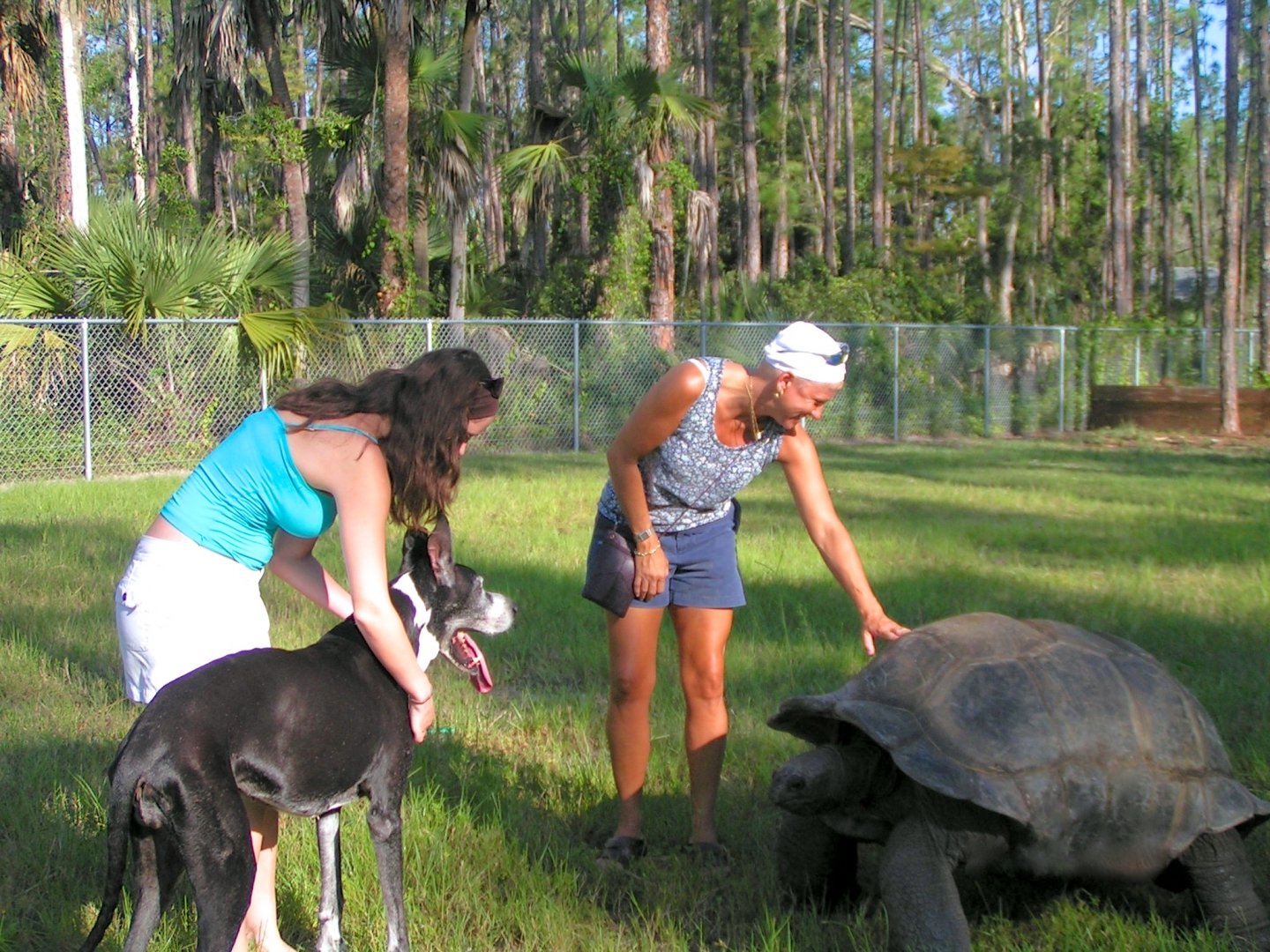 Aldabra Breeders