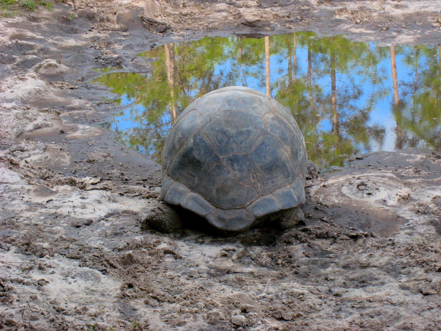 Aldabra Breedersusa