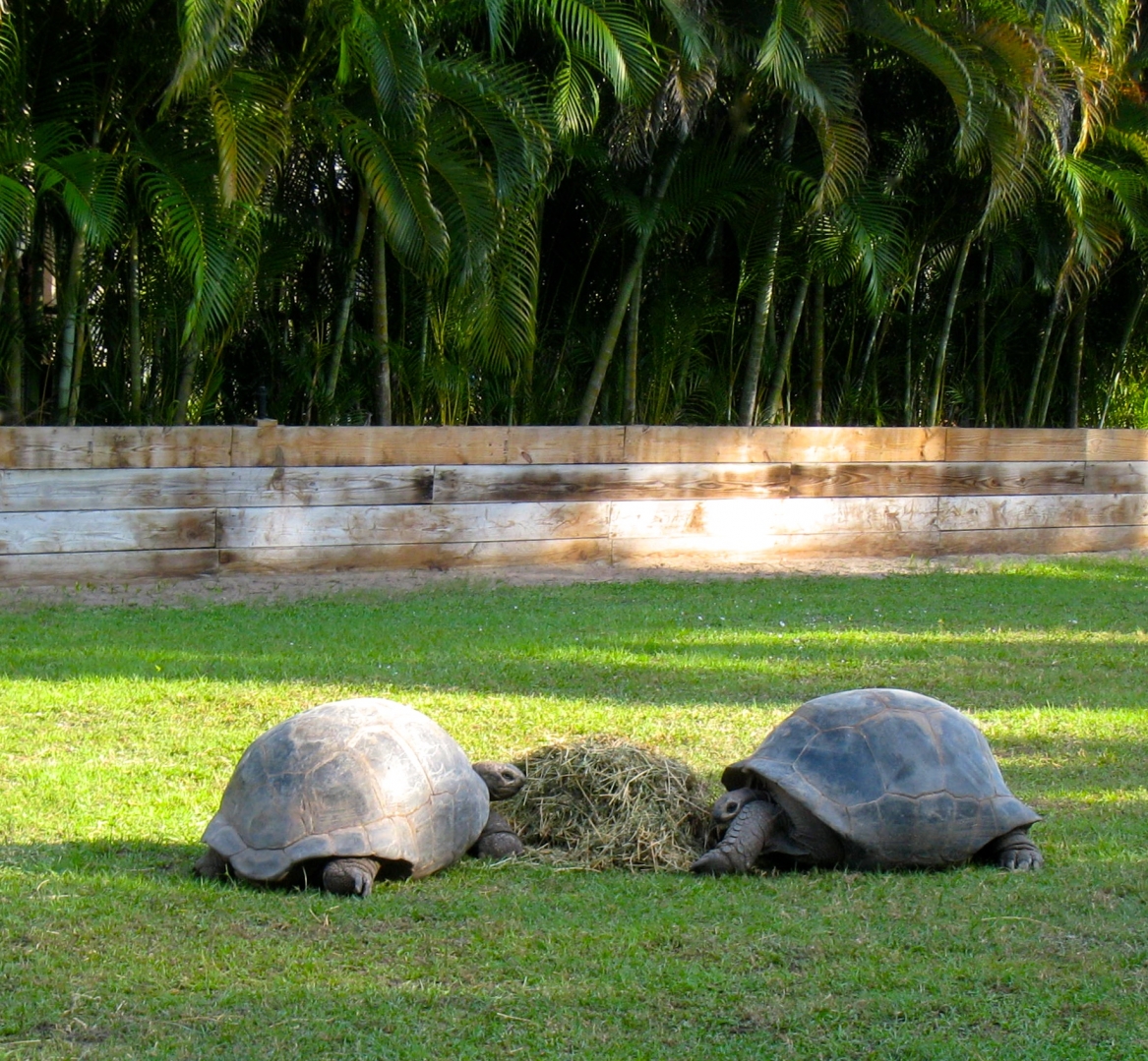 Aldabra Breedersusa