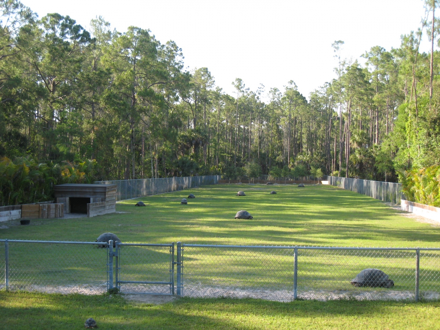 ALDABRA TOROTISE FARM