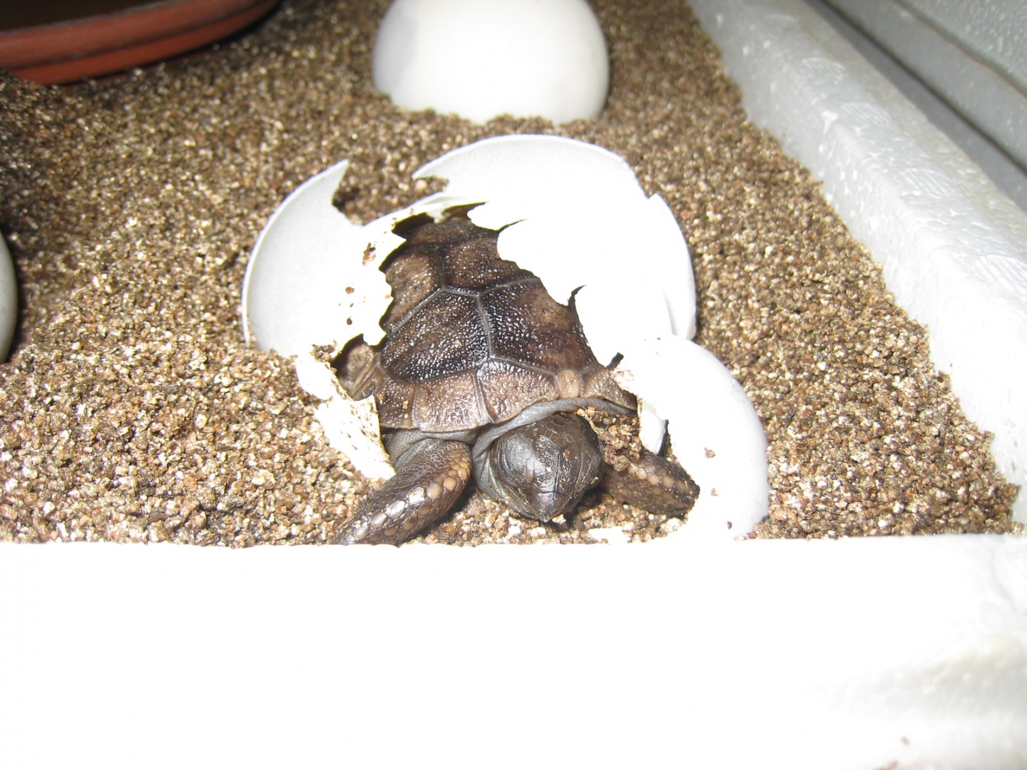 ALDABRA TOROTISE HATCHING