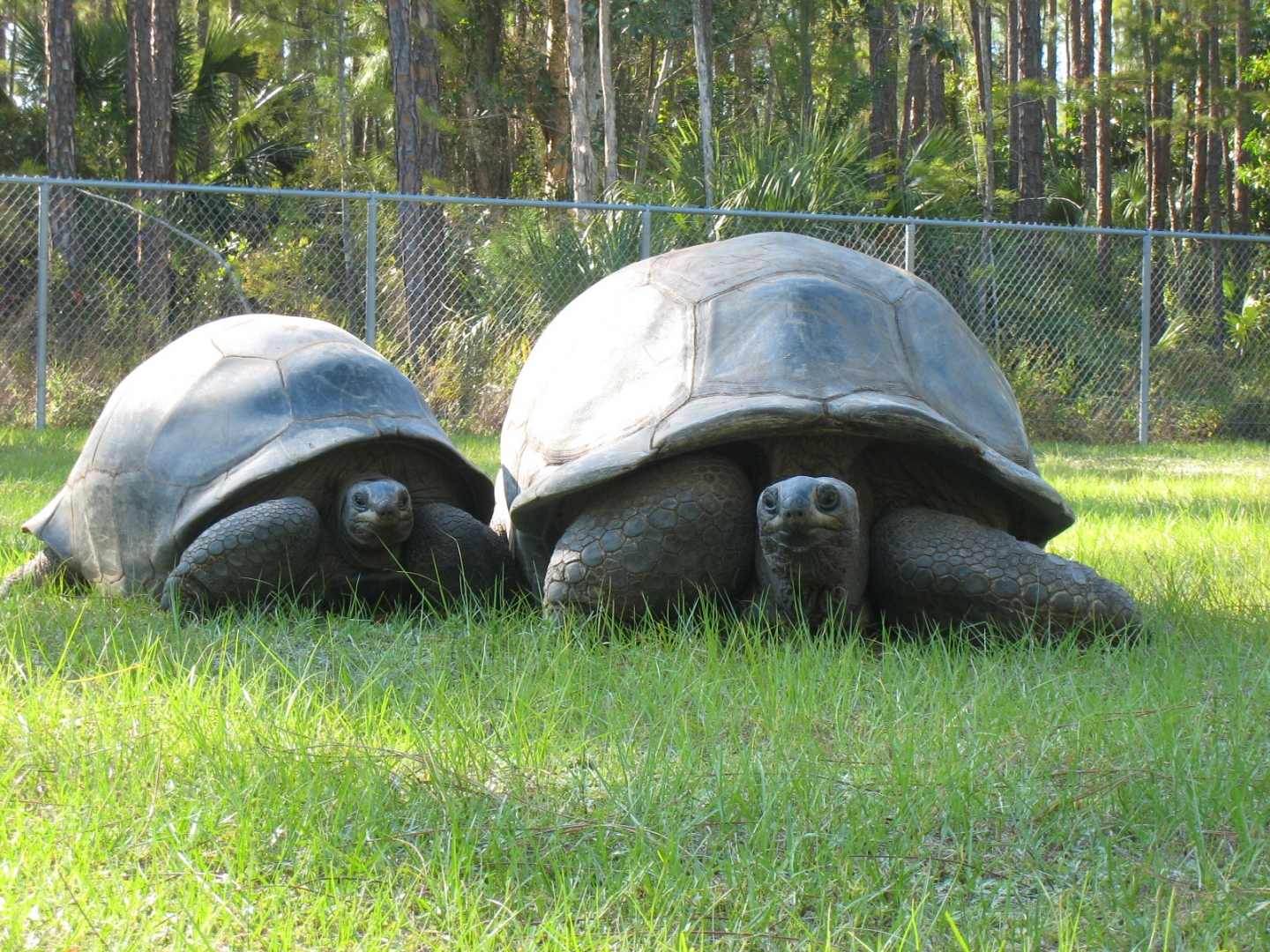ALDABRA TOROTISES