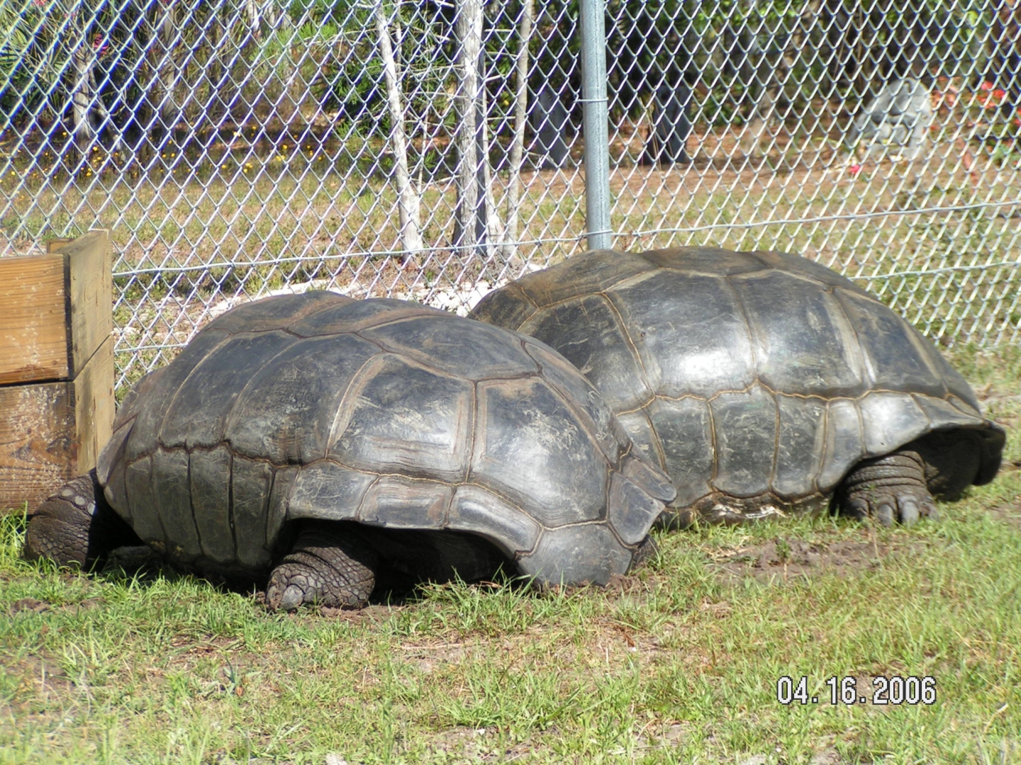 ALDABRA TORTOISE BREEDER MALES