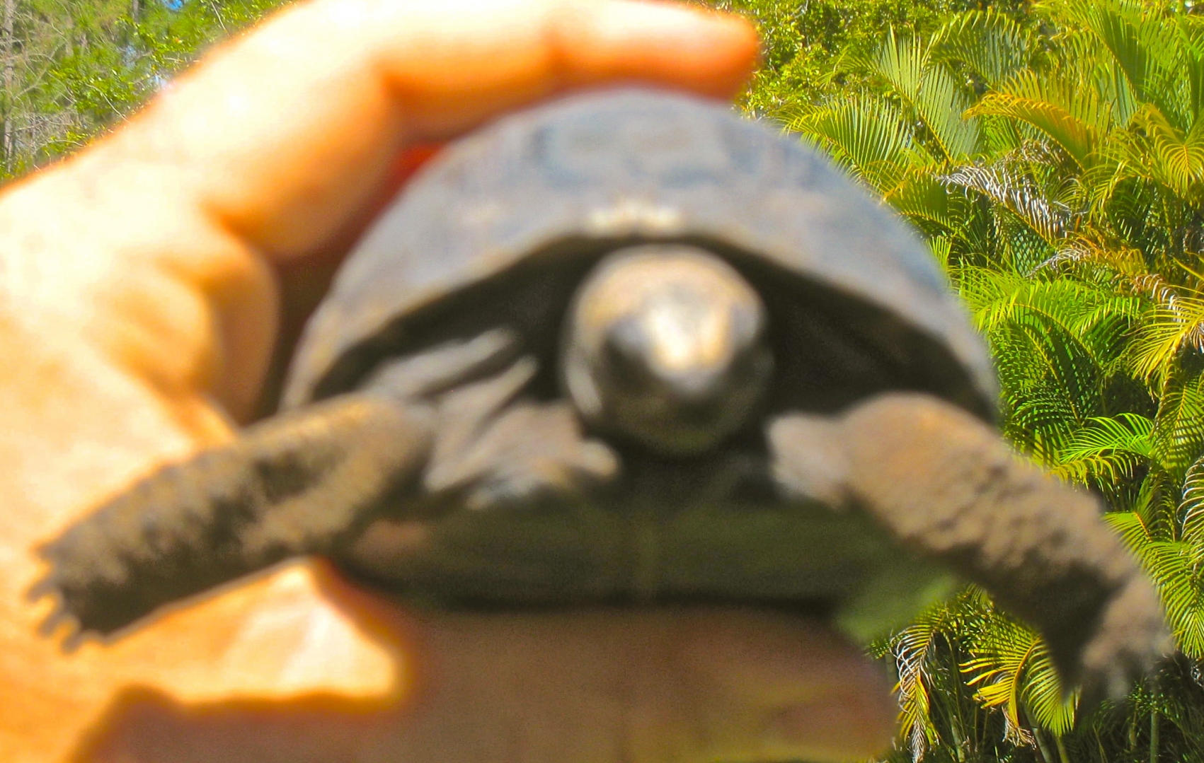 ALDABRA TORTOISE BREEDER
