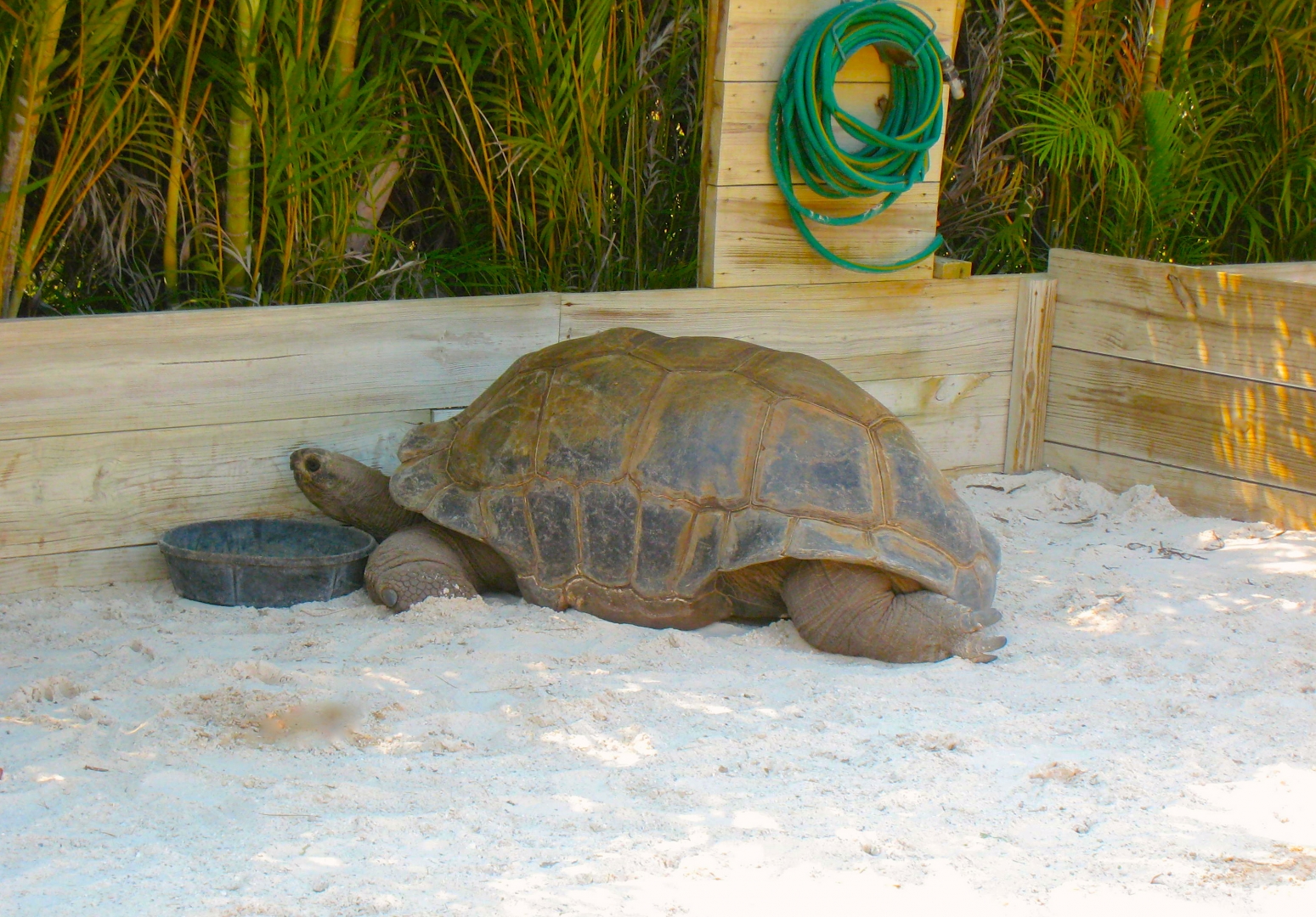 ALDABRA TORTOISE BREEDERS