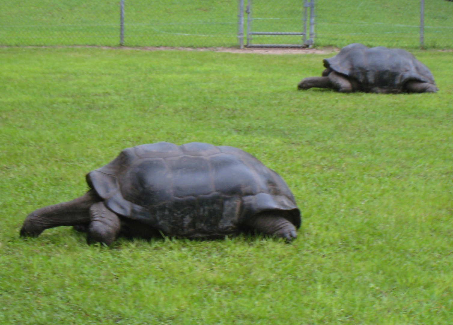 ALDABRA TORTOISE BREEDERS