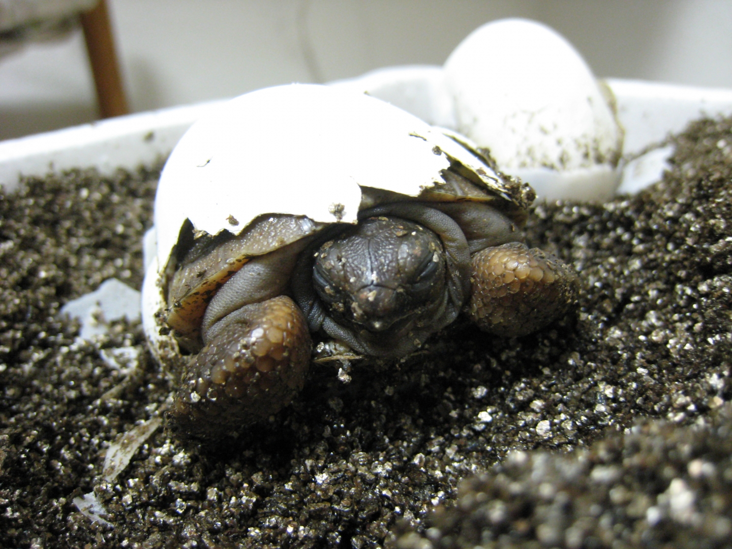 ALDABRA TORTOISE HATCHING