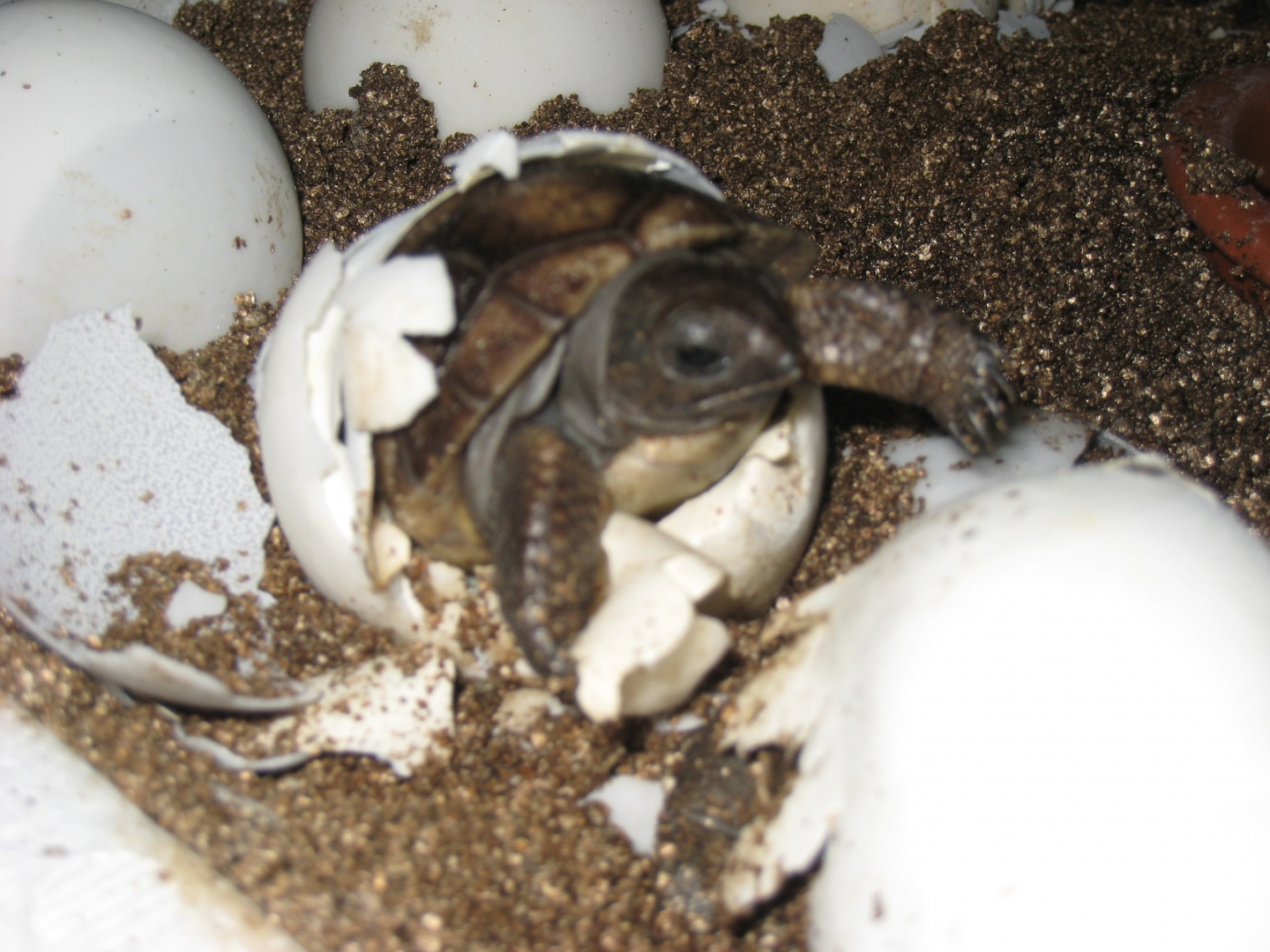 ALDABRA TORTOISE HATCHING