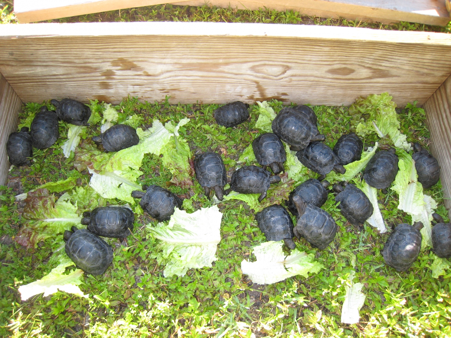 ALDABRA TORTOISE HATCHLINGS