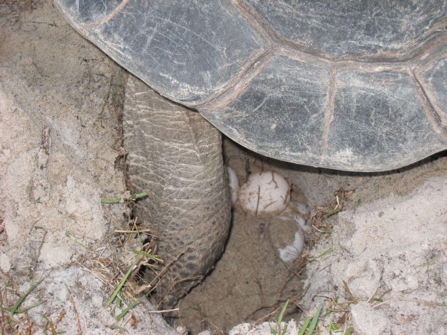 ALDABRA TORTOISE LAYING EGGS