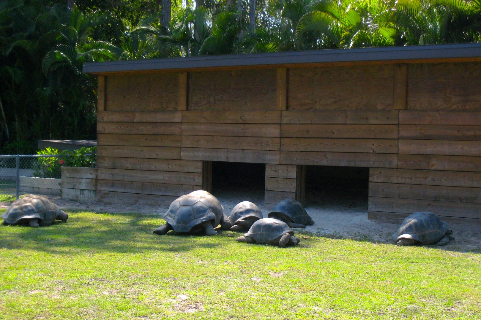 ALDABRAMAN // ALDABRA TORTOISE BREEDERS