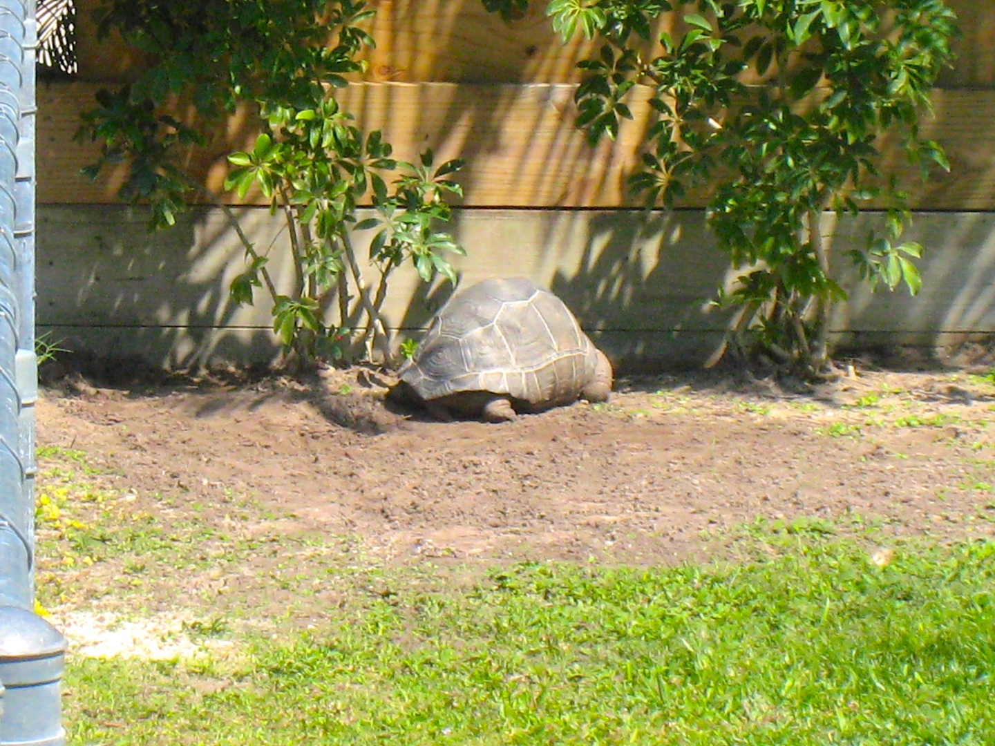 ALDABRAMAN // ALDABRA TORTOISE BREEDERS