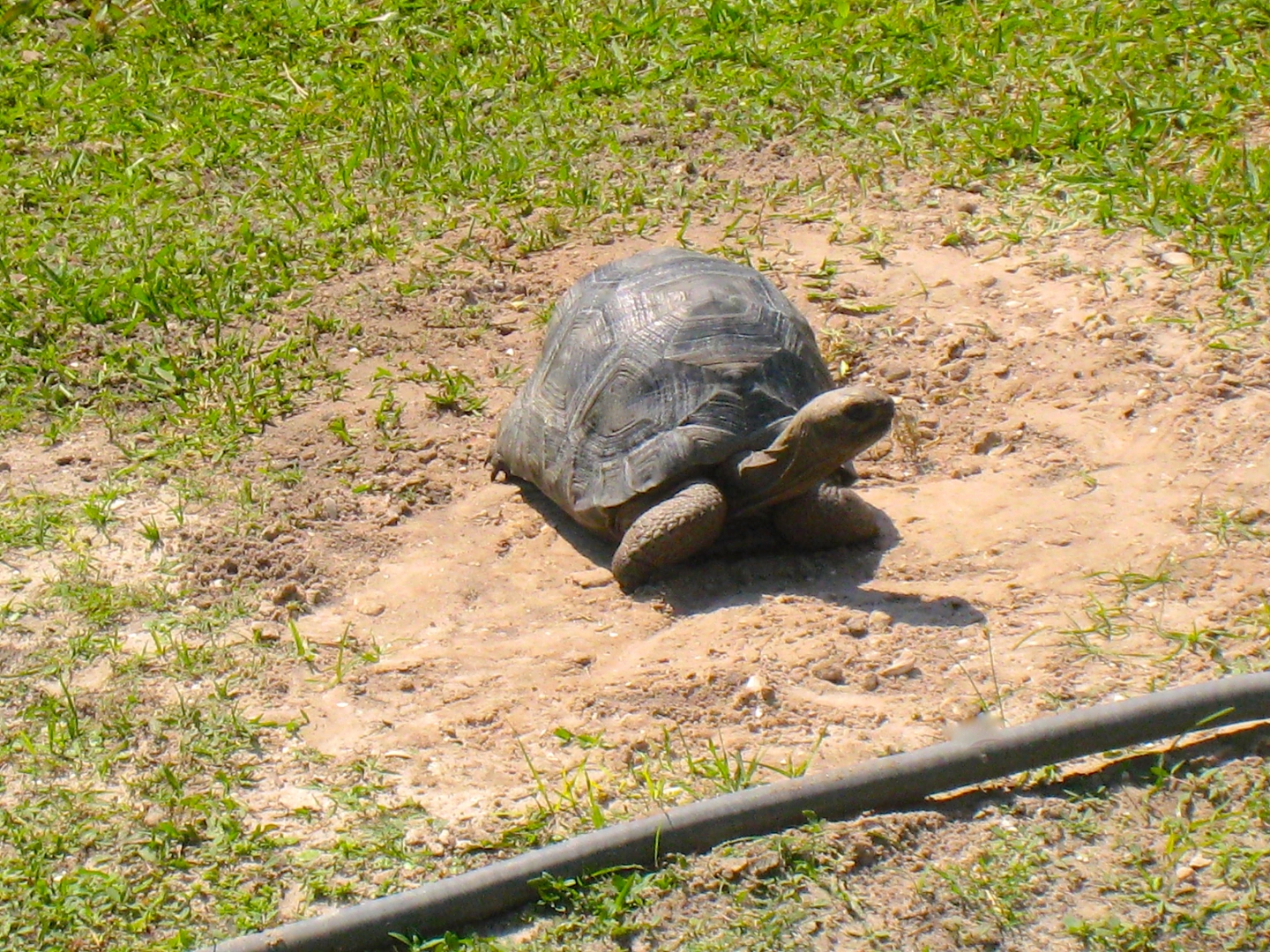ALDABRAMAN // ALDABRA TORTOISE BREEDERS