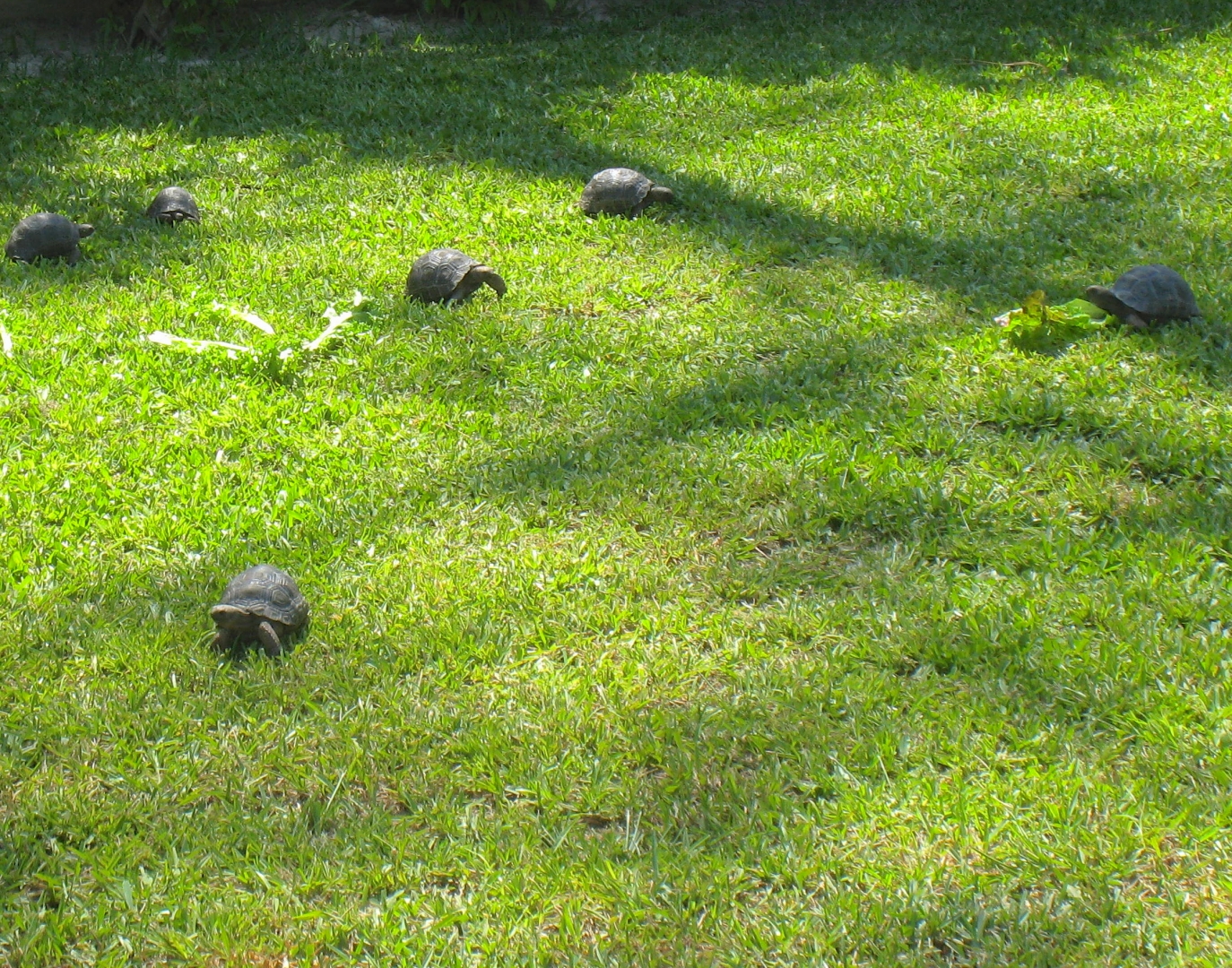 ALDABRAMAN // ALDABRA TORTOISE BREEDERS