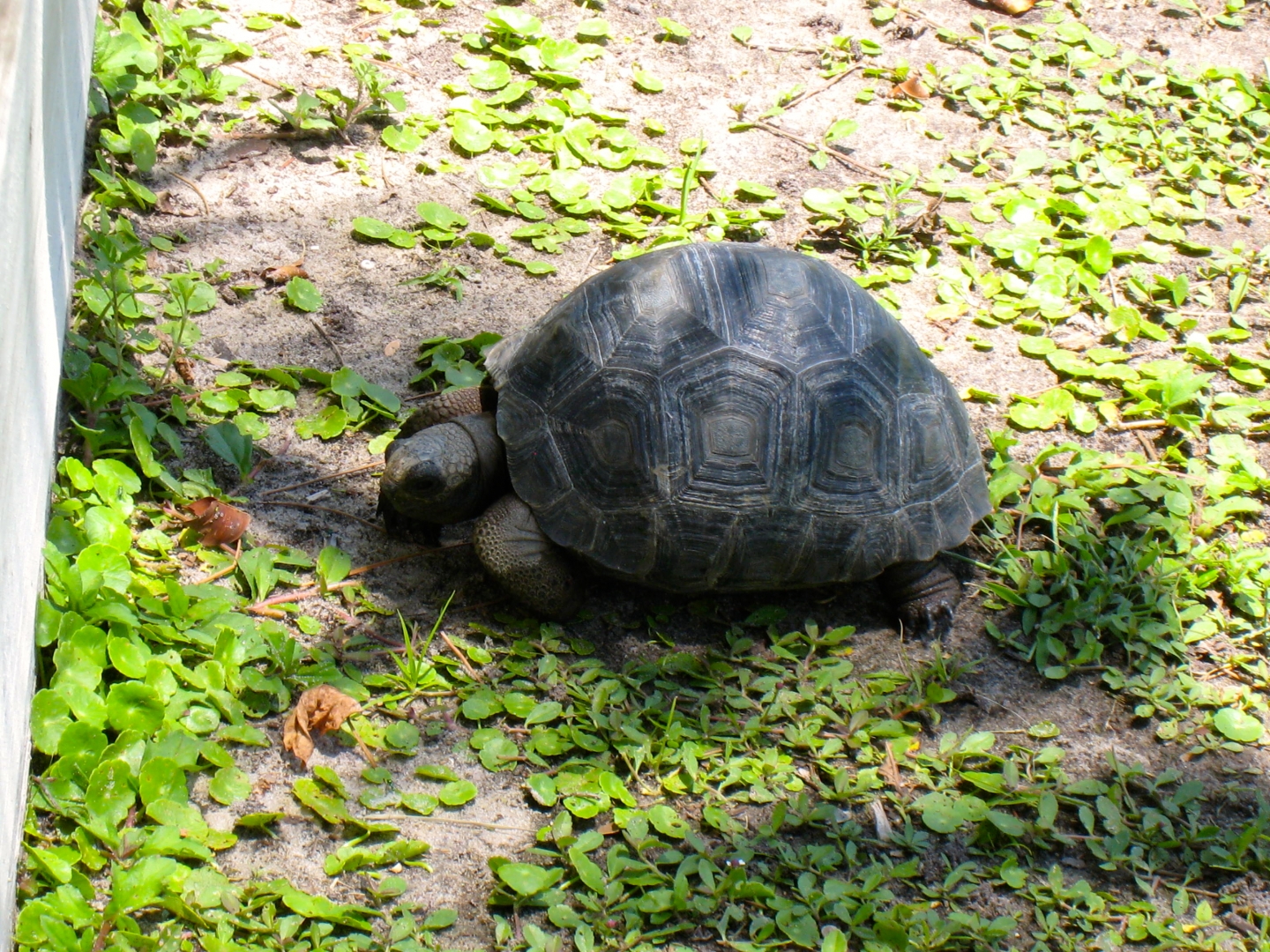 ALDABRAMAN // ALDABRA TORTOISE BREEDERS