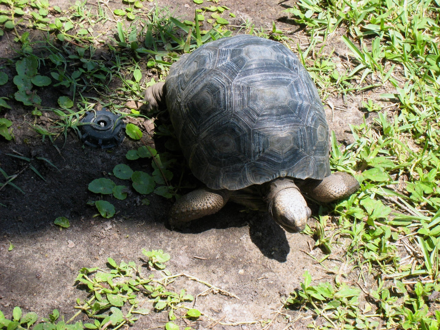 ALDABRAMAN // ALDABRA TORTOISE BREEDERS