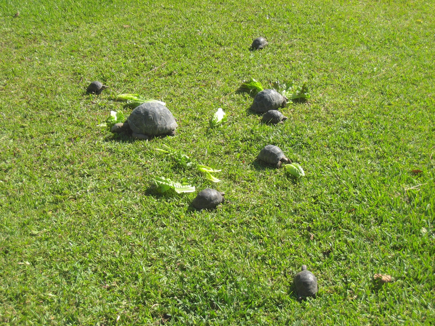 ALDABRAMAN // ALDABRA TORTOISE BREEDERS