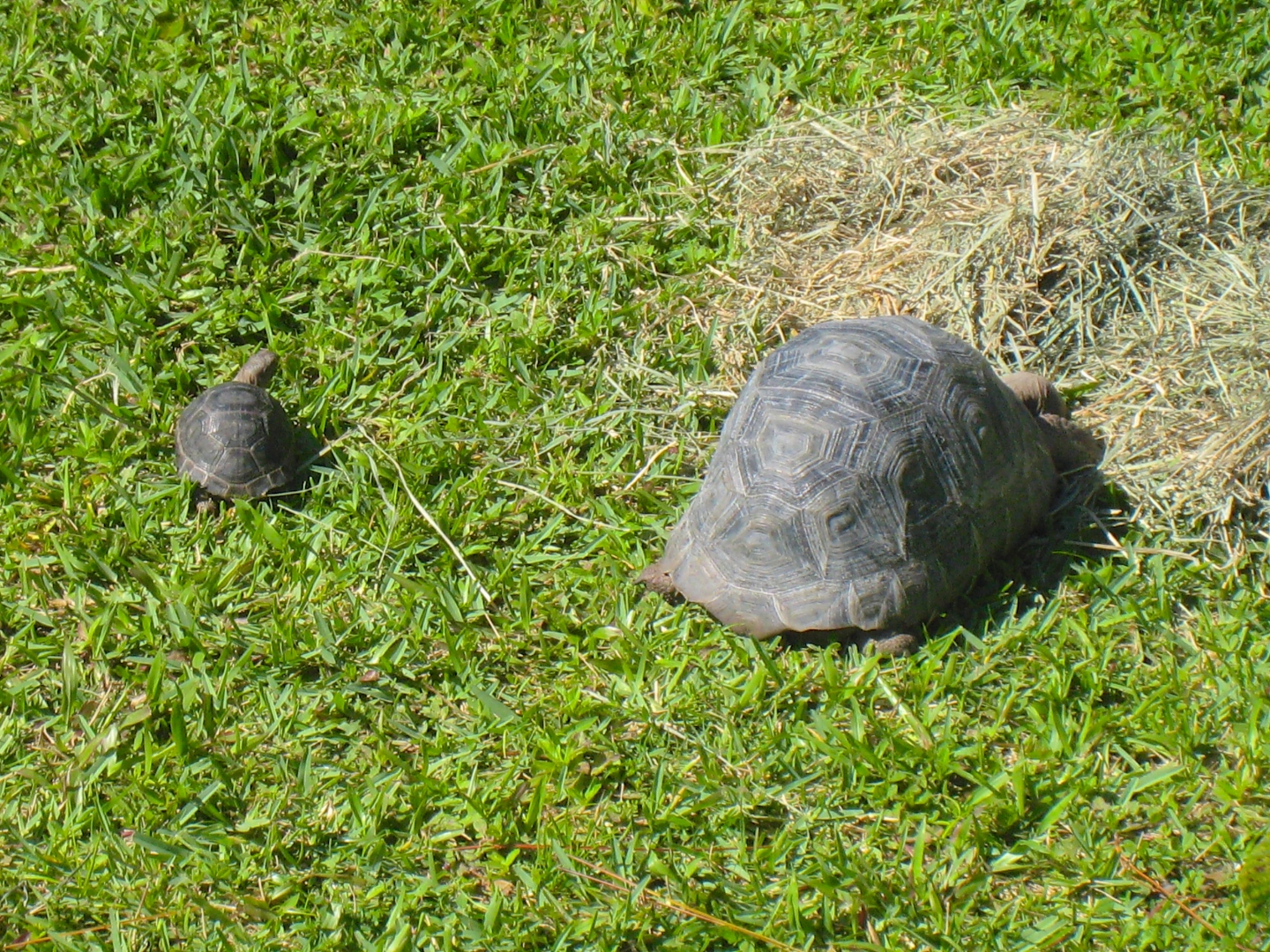 ALDABRAMAN // ALDABRA TORTOISE BREEDERS