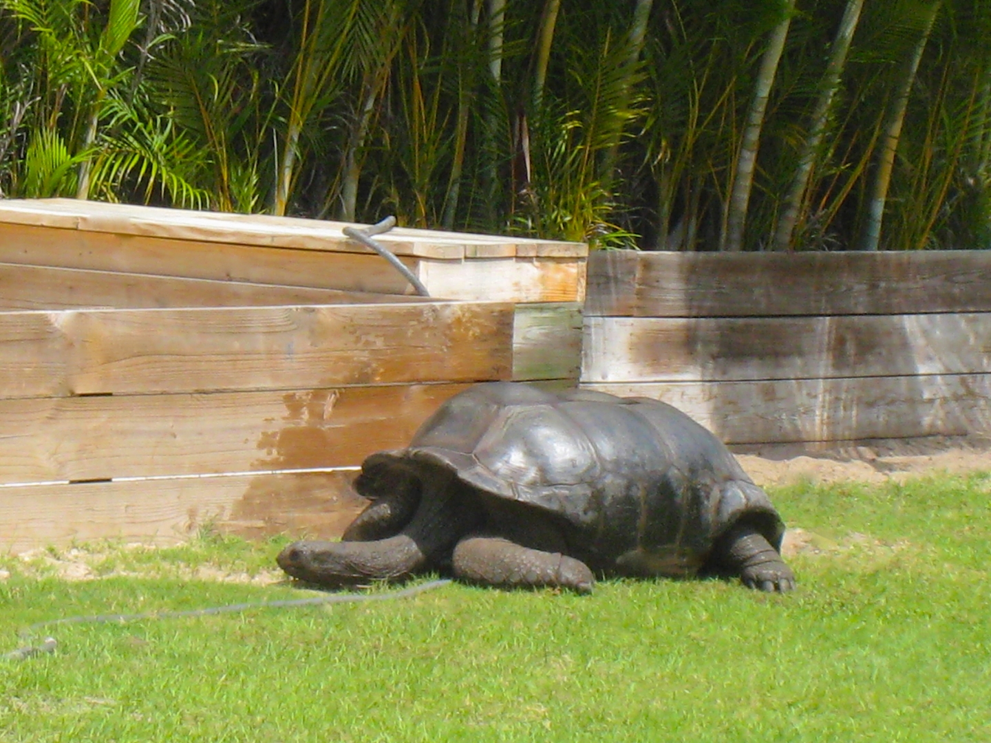 ALDABRAMAN // ALDABRA TORTOISE BREEDERS