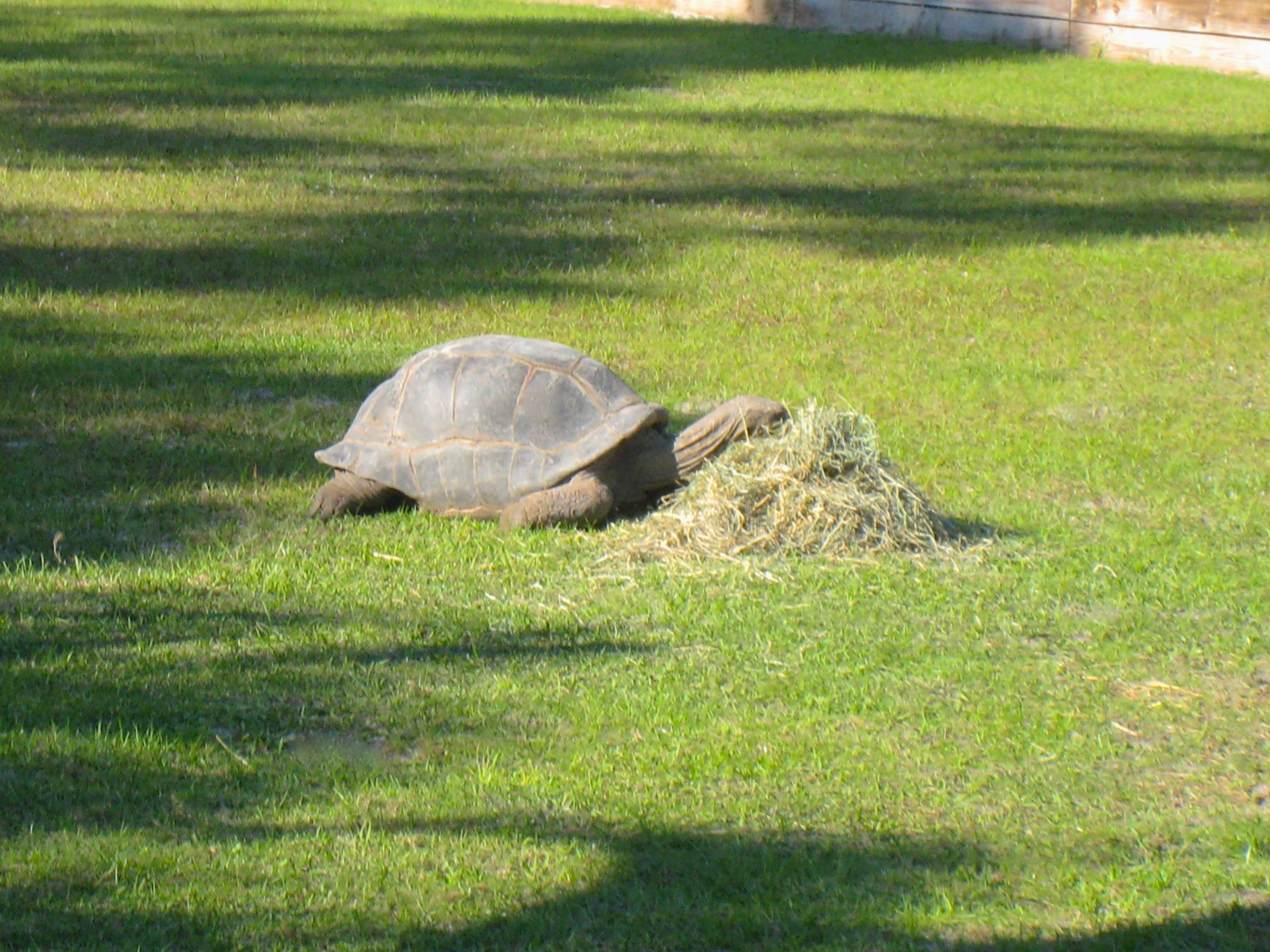 ALDABRAMAN // ALDABRA TORTOISE BREEDERS
