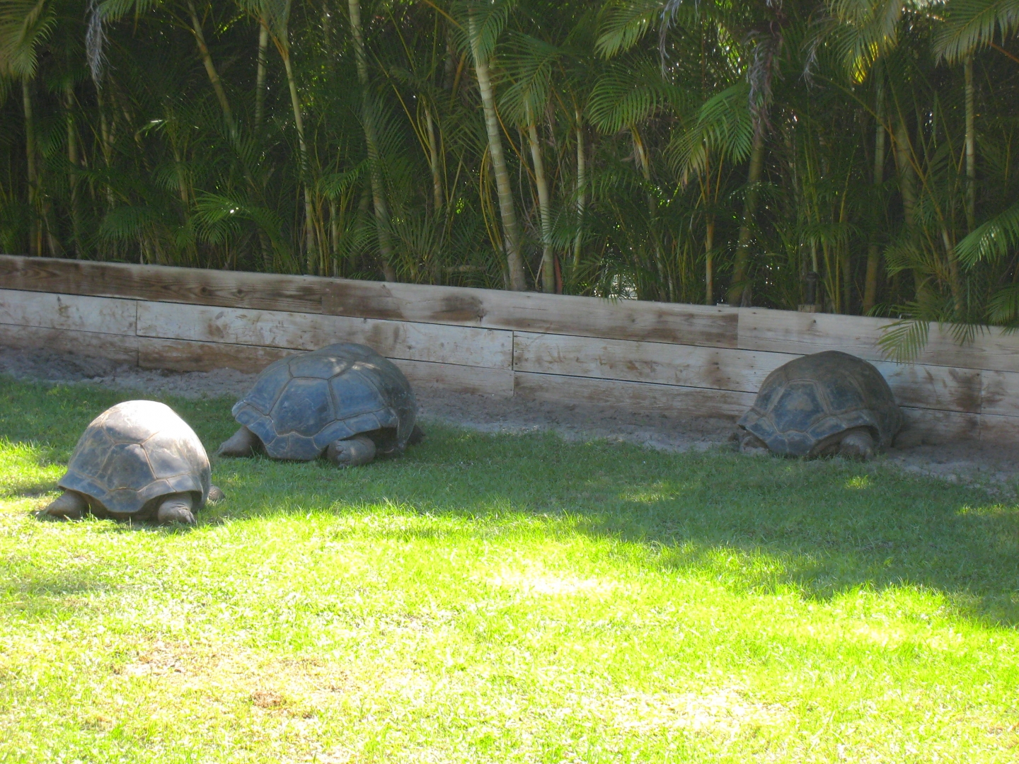 ALDABRAMAN // ALDABRA TORTOISE BREEDERS