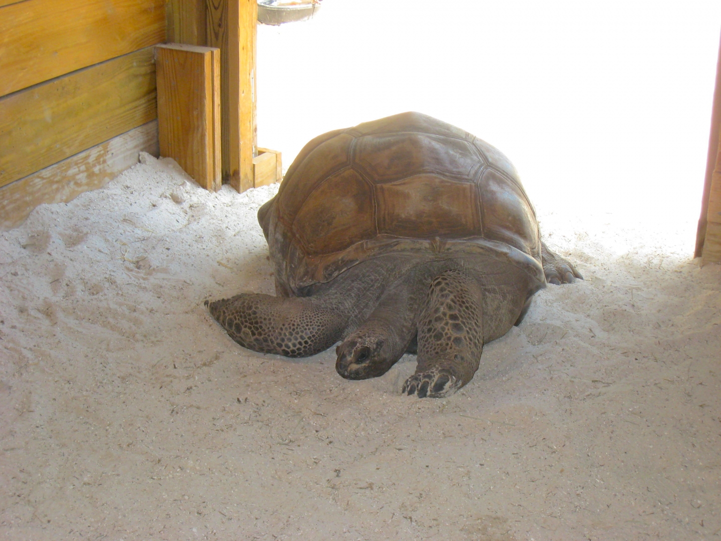 ALDABRAMAN // ALDABRA TORTOISE BREEDERS