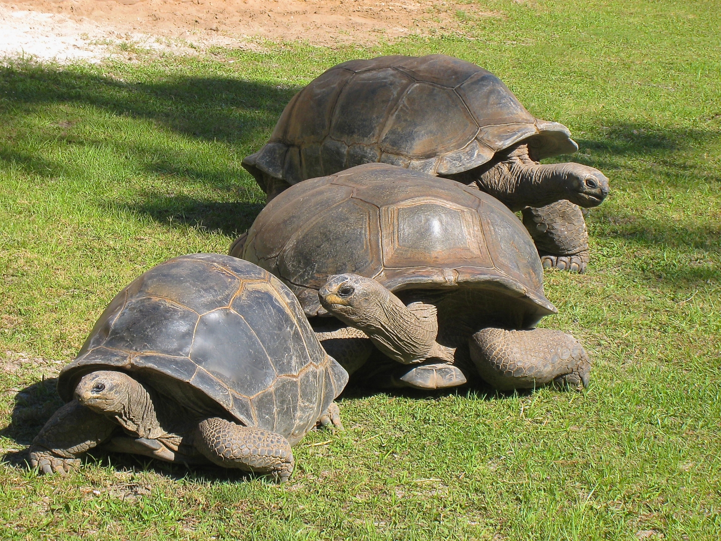 ALDABRAMAN // ALDABRA TORTOISE BREEDERS