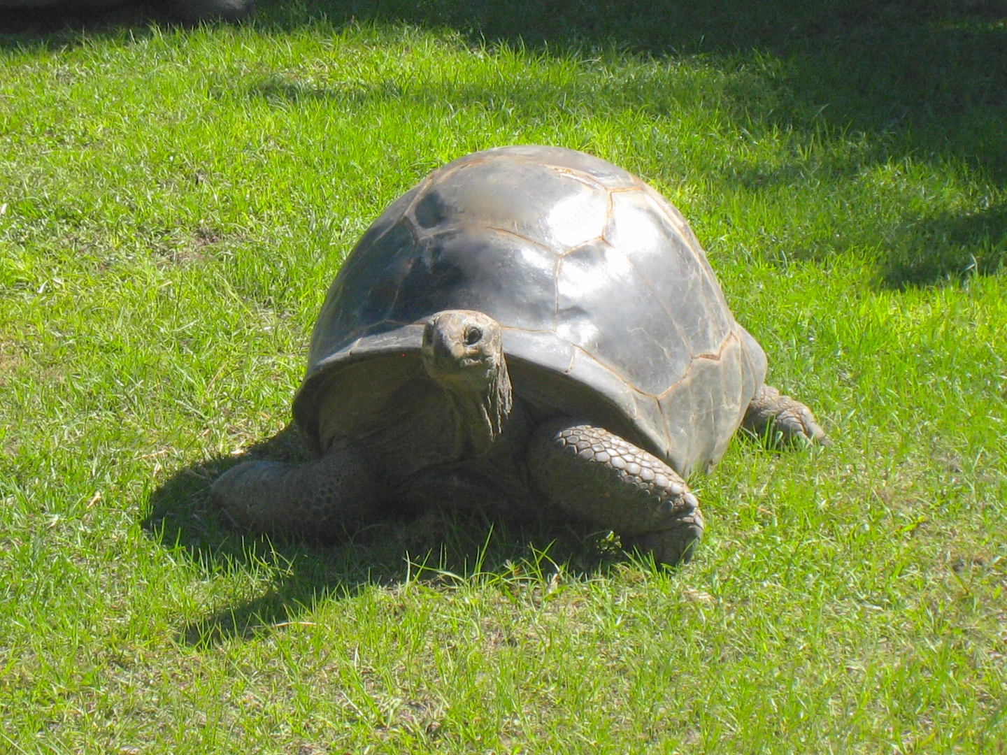 ALDABRAMAN // ALDABRA TORTOISE BREEDERS