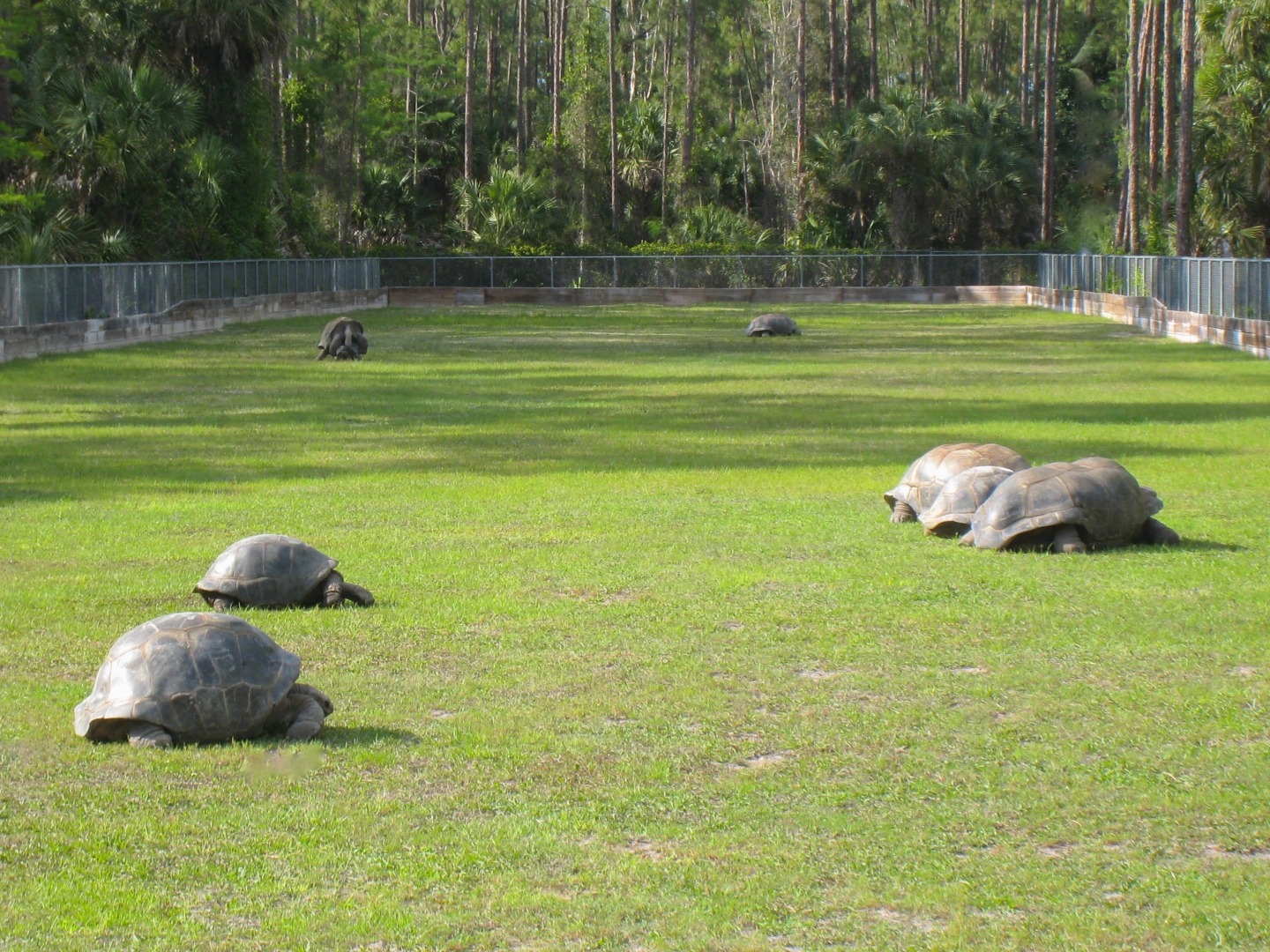 ALDABRAMAN // ALDABRA TORTOISE BREEDERS