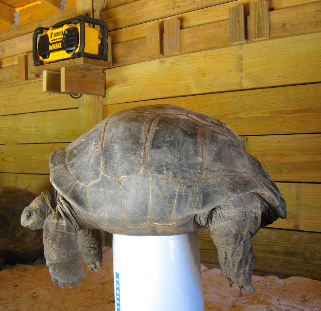ALDABRAMAN // ALDABRA TORTOISE BREEDERS