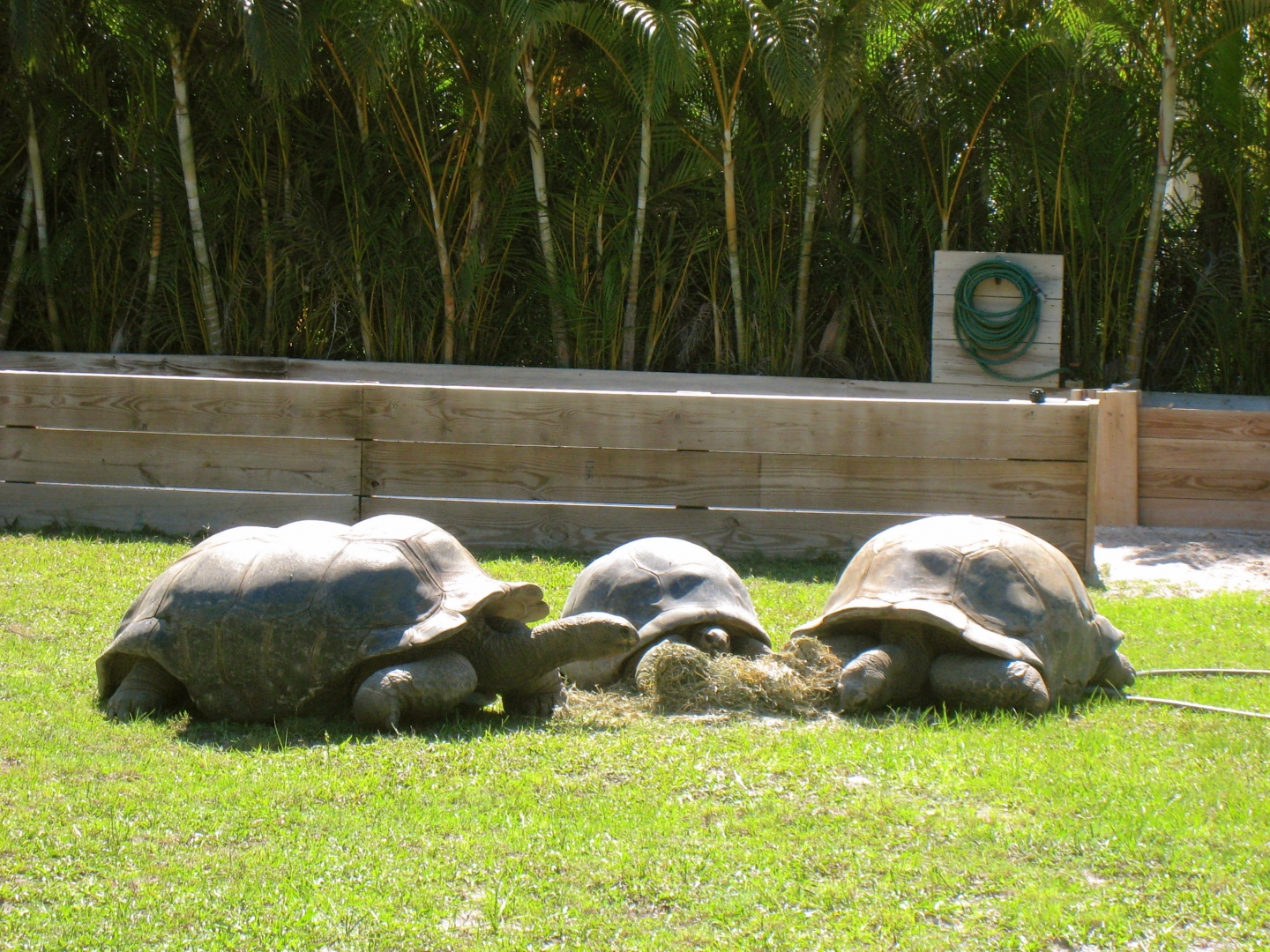 ALDABRAMAN // ALDABRA TORTOISE BREEDERS