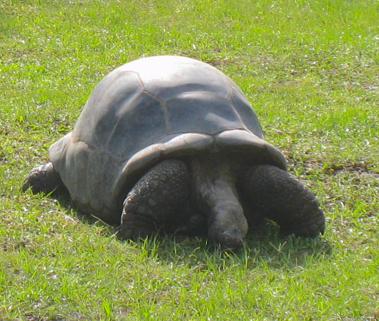 ALDABRAMAN // ALDABRA TORTOISE BREEDERS