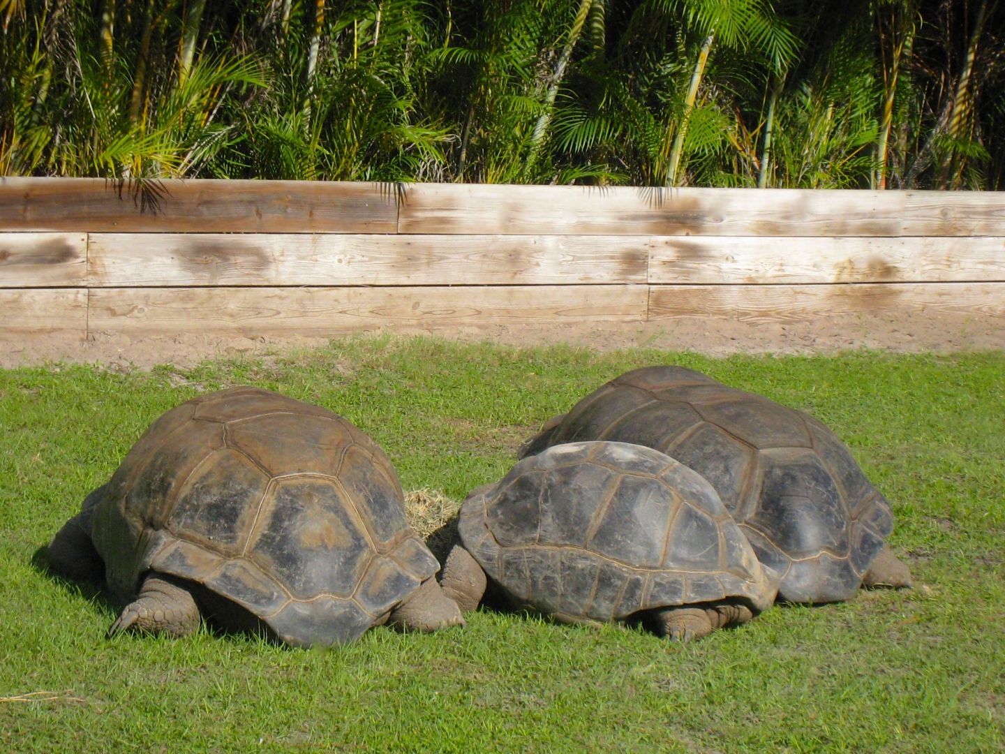 ALDABRAMAN // ALDABRA TORTOISE BREEDERS