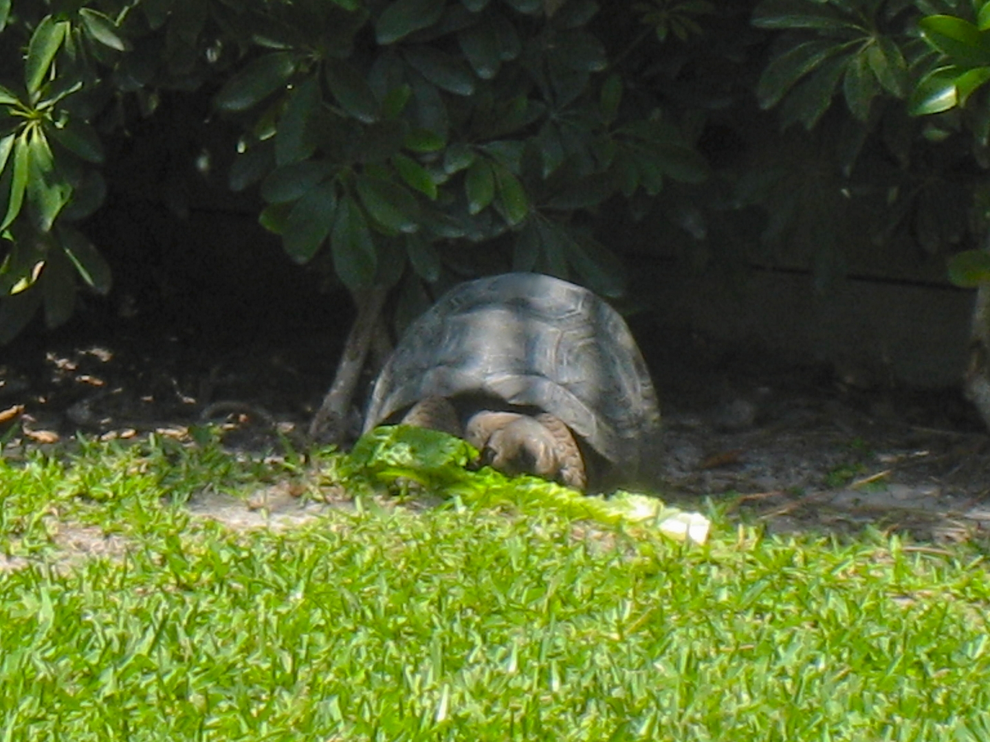 ALDABRAMAN // ALDABRA TORTOISE BREEDERS