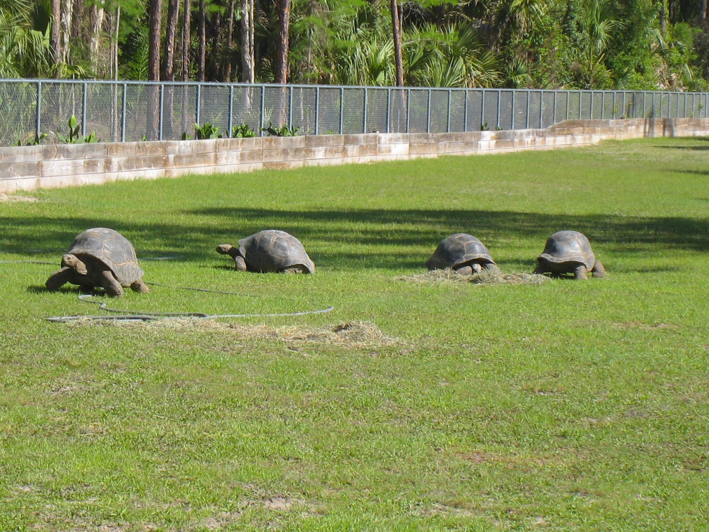 ALDABRAMAN // ALDABRA TORTOISE BREEDERS