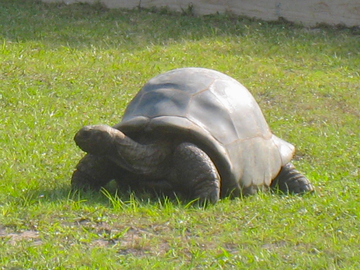 ALDABRAMAN // ALDABRA TORTOISE BREEDERS