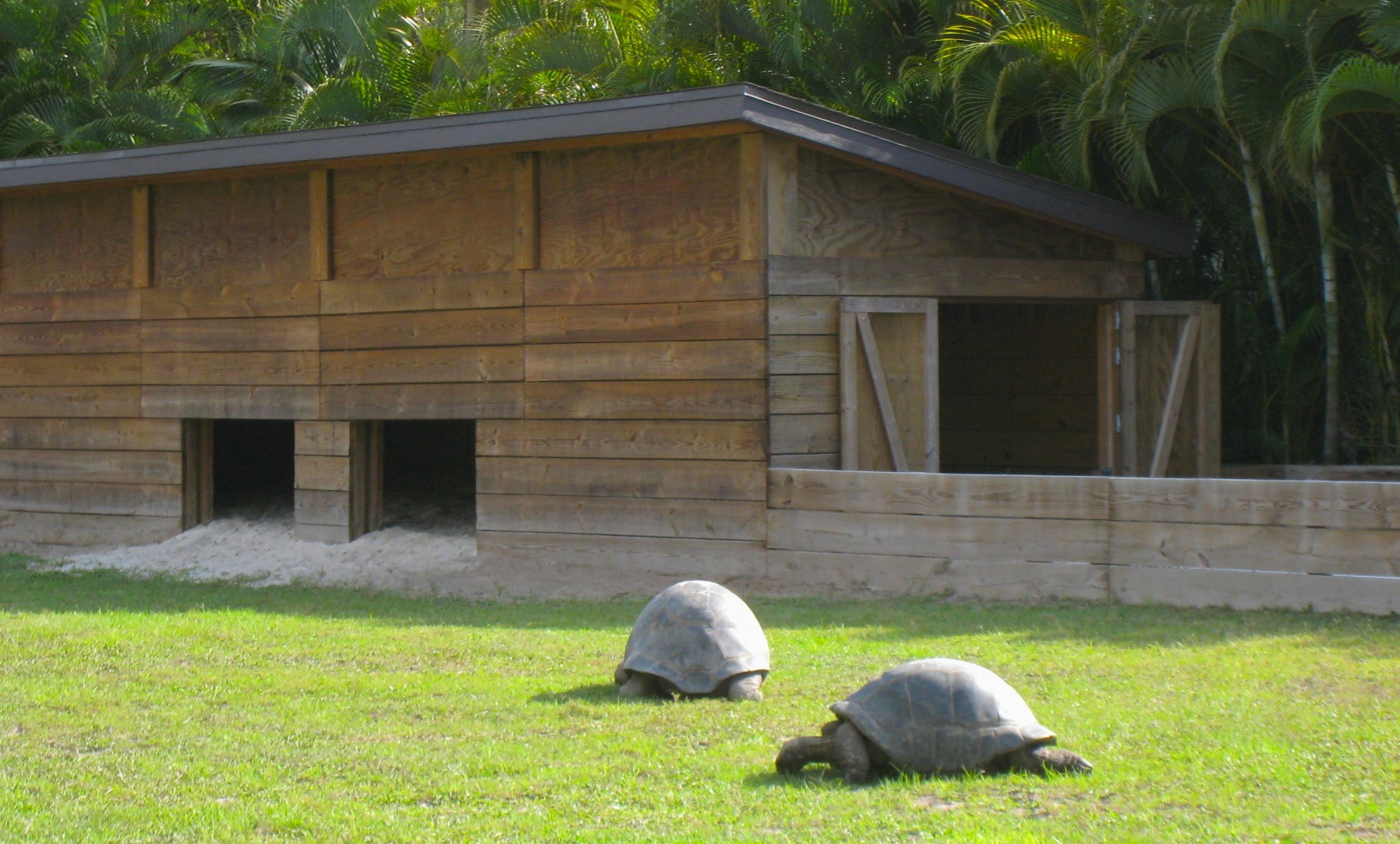 ALDABRAMAN // ALDABRA TORTOISE BREEDERS
