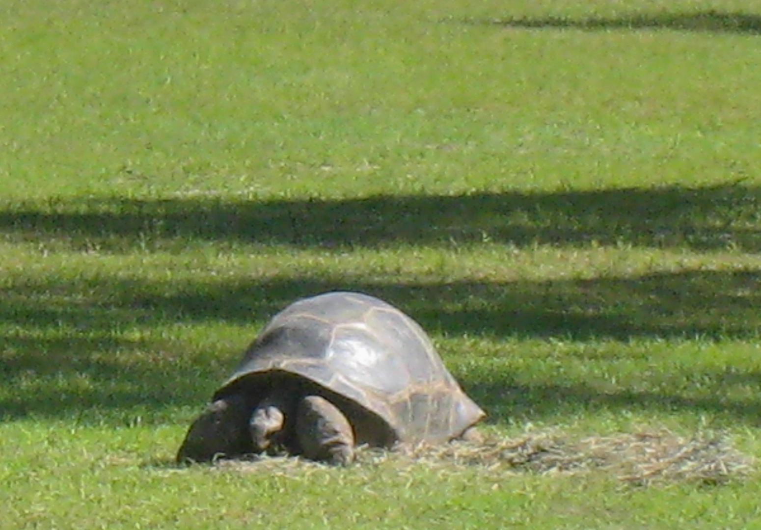 ALDABRAMAN // ALDABRA TORTOISE BREEDERS