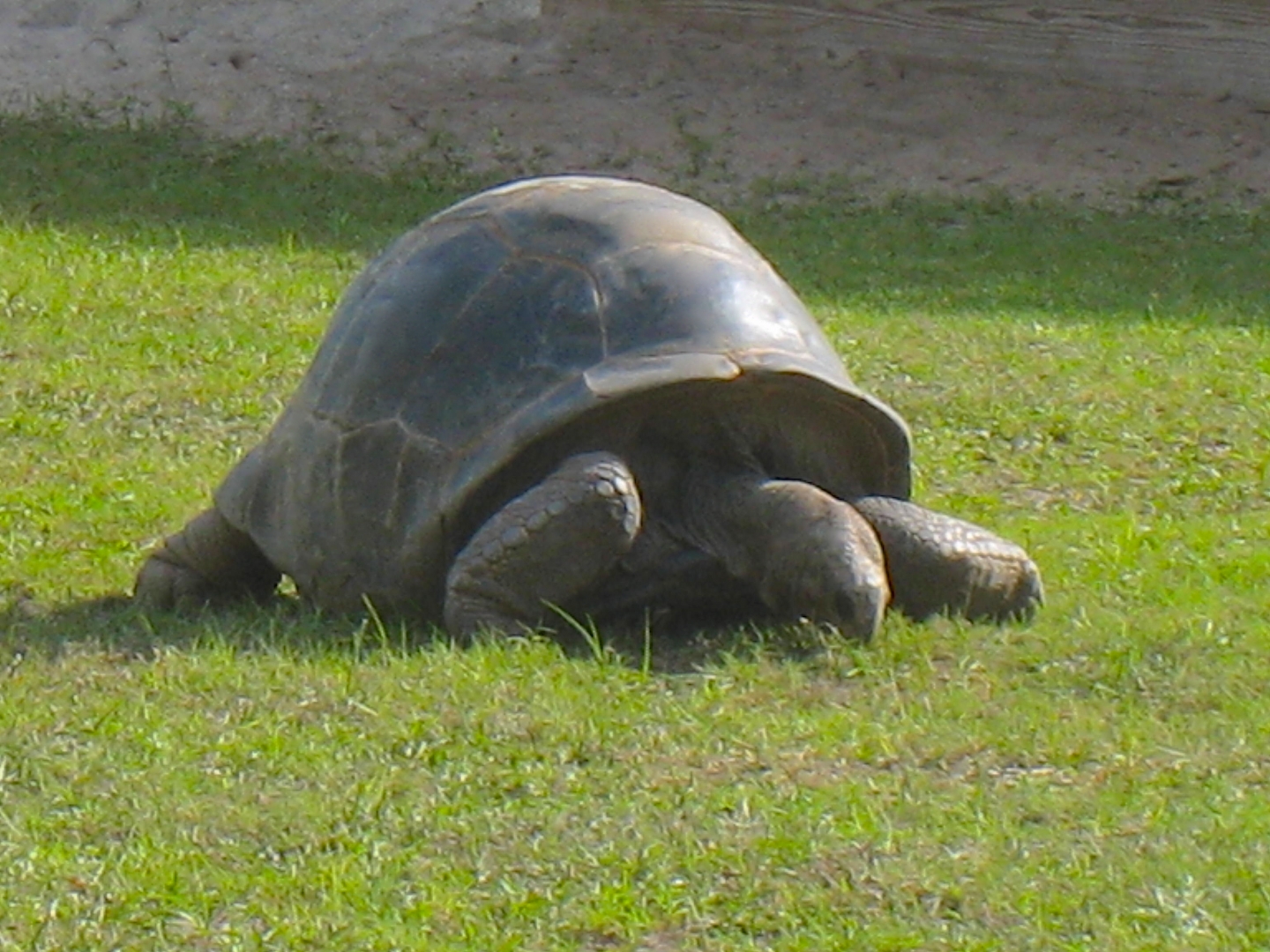 ALDABRAMAN // ALDABRA TORTOISE BREEDERS