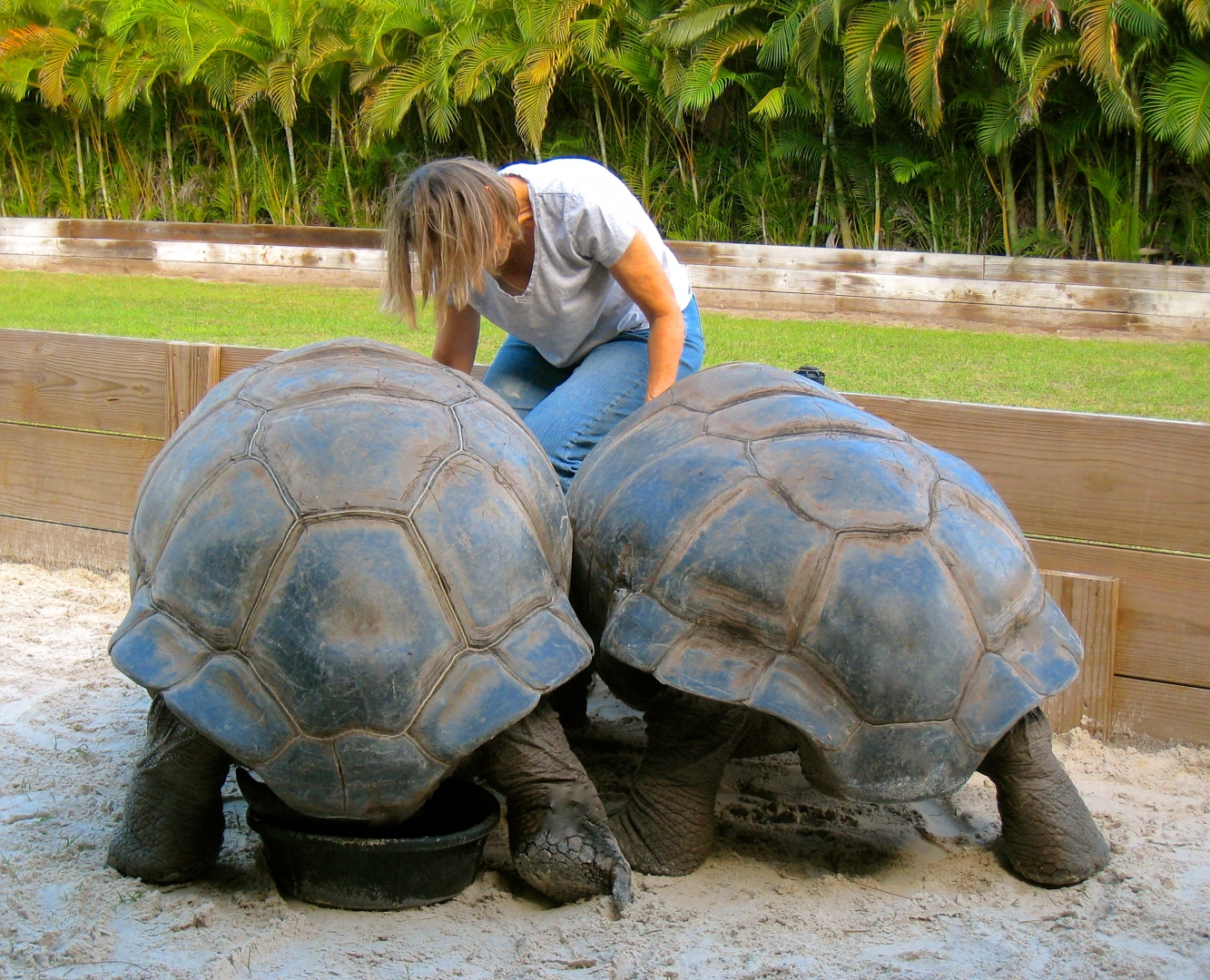 ALDABRAMAN // ALDABRA TORTOISE BREEDERS
