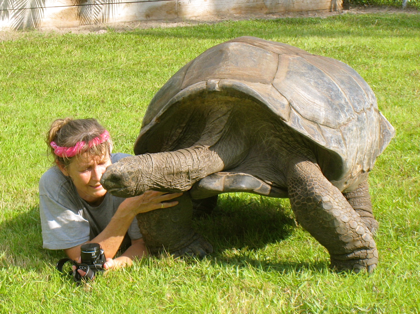 ALDABRAMAN // ALDABRA TORTOISE BREEDERS