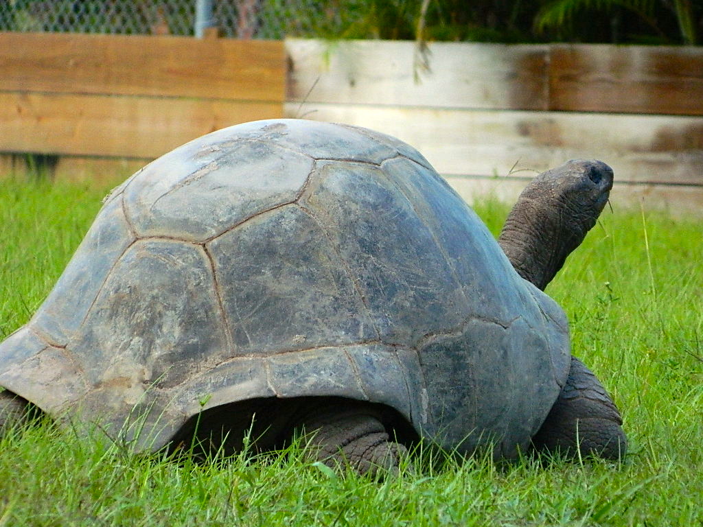ALDABRAMAN // ALDABRA TORTOISE BREEDERS