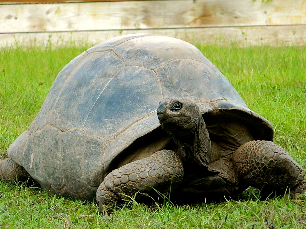 ALDABRAMAN // ALDABRA TORTOISE BREEDERS