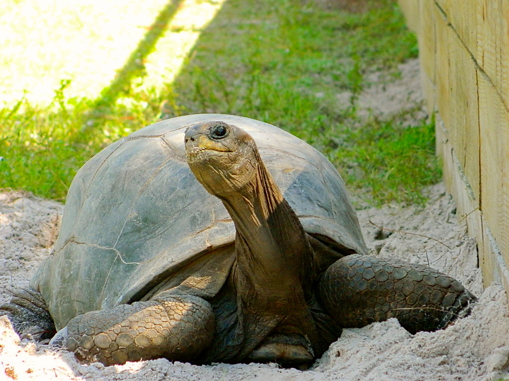 ALDABRAMAN // ALDABRA TORTOISE BREEDERS