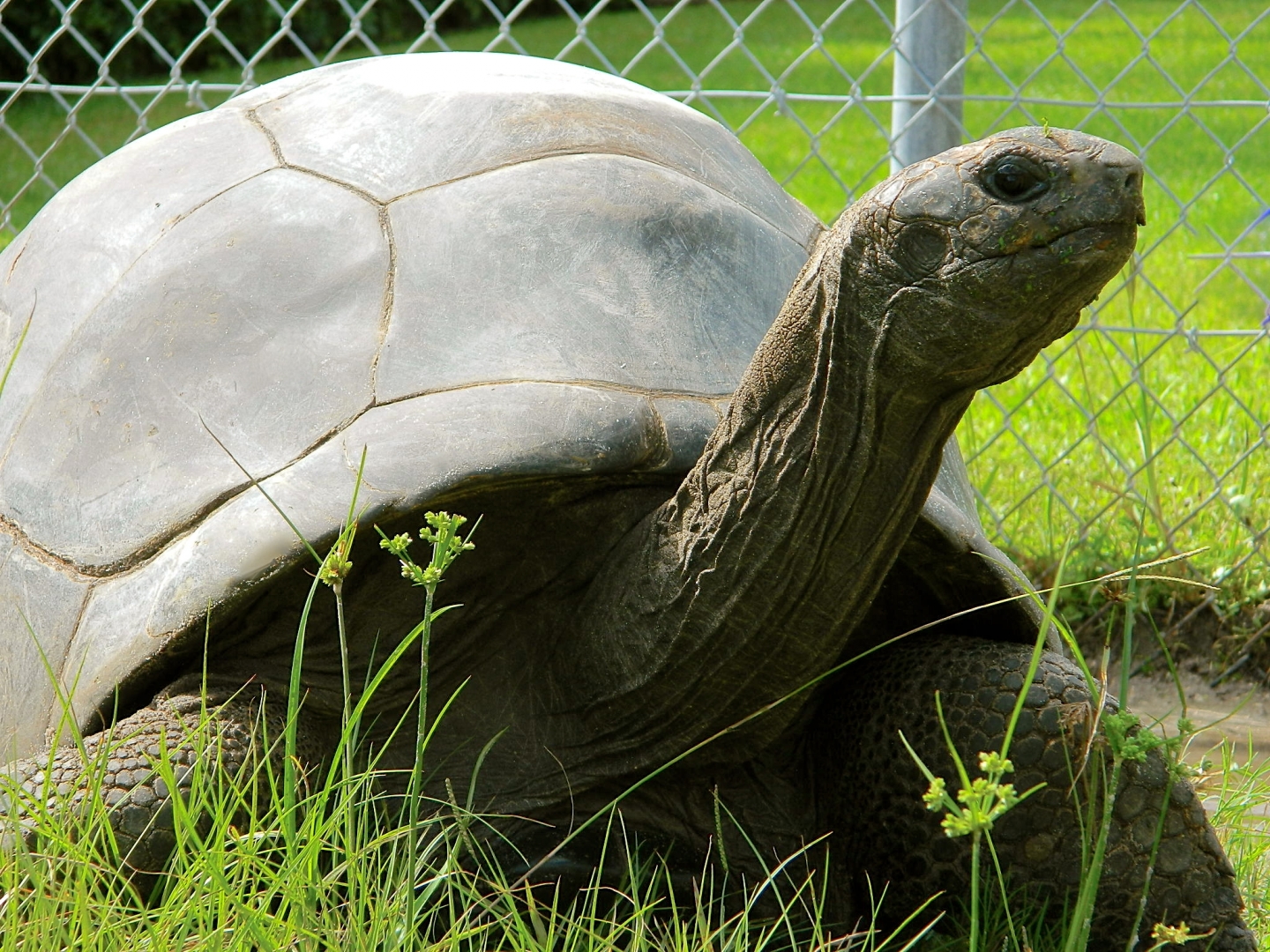ALDABRAMAN // ALDABRA TORTOISE BREEDERS