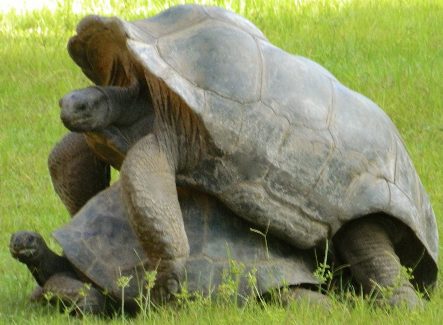 ALDABRAMAN // ALDABRA TORTOISE BREEDERS