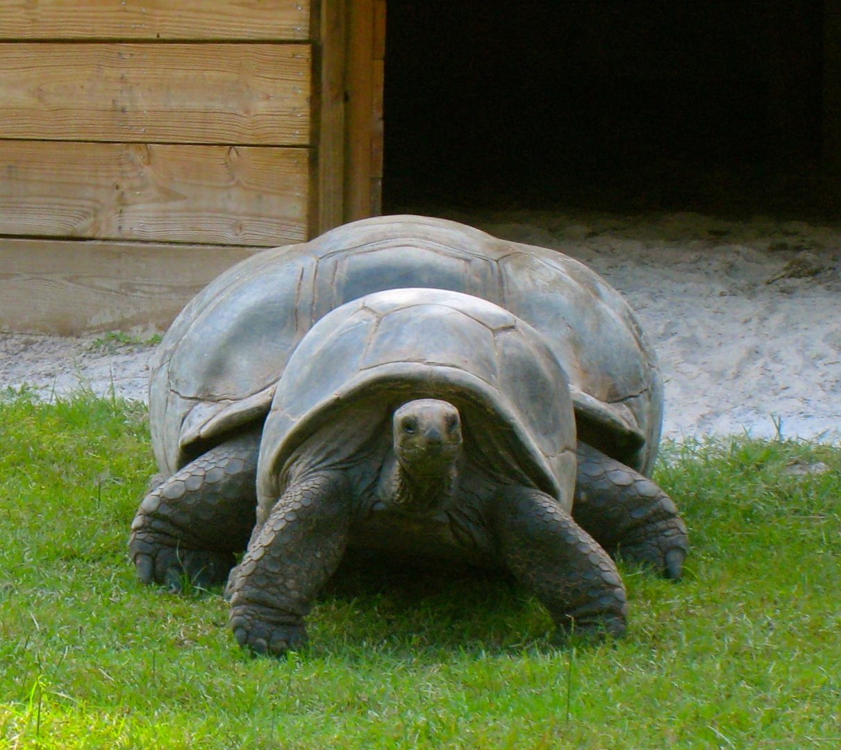 ALDABRAMAN // ALDABRA TORTOISE BREEDERS