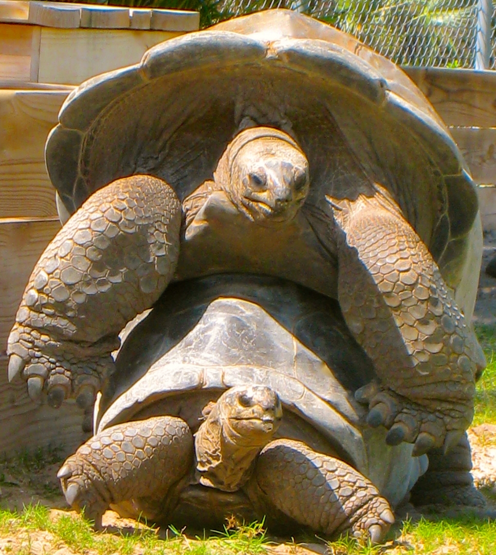 ALDABRAMAN // ALDABRA TORTOISE BREEDERS