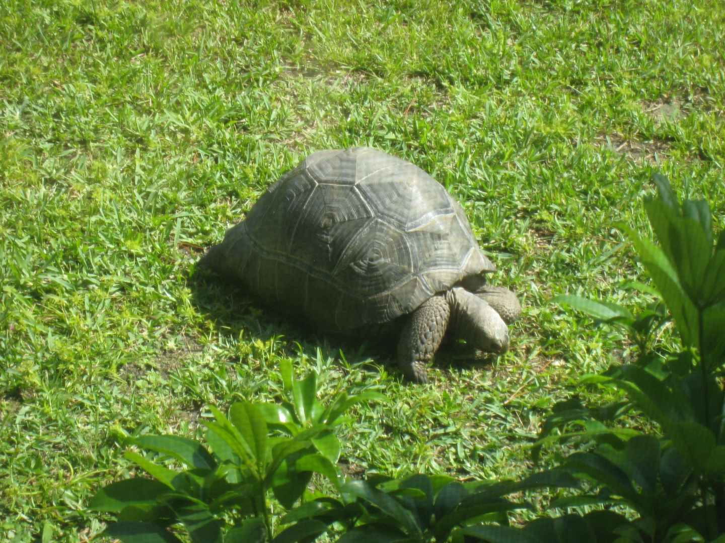 ALDABRAMAN // ALDABRA TORTOISE BREEDERS