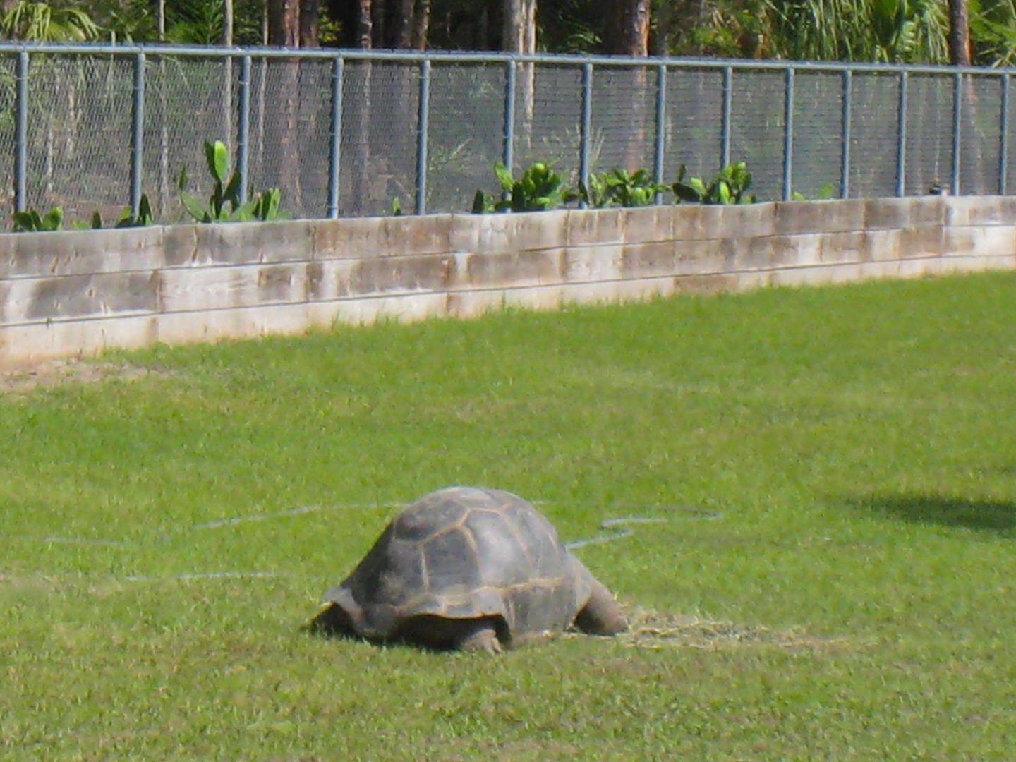 ALDABRAMAN // ALDABRA TORTOISE BREEDERS